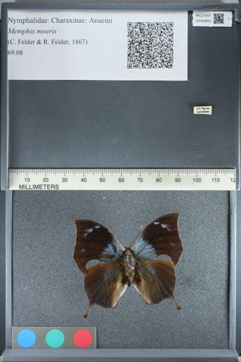 Media type: image;   Entomology 164859